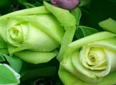 (image for) Green Rose \'Fairly\' 5 Seeds